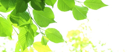 BIO酵素(バイオこうそ)販売サイトへ
